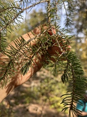Picea
