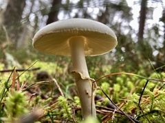 Amanita citrina