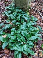 Arum italicum