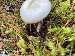 Amanita citrina
