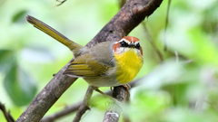 Basileuterus rufifrons