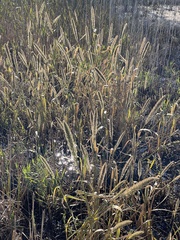 Setaria magna