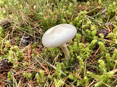 Amanita citrina