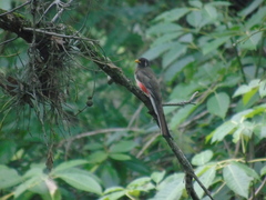 Trogon elegans