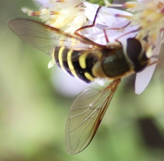 Syrphus torvus