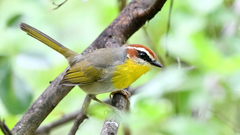 Basileuterus rufifrons