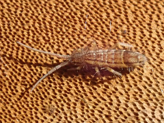 Orchesella