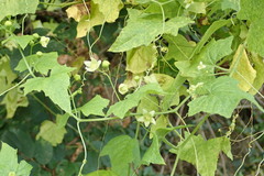 Bryonia
