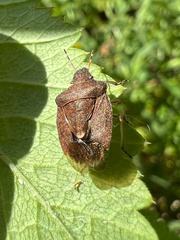 Peribalus strictus vernalis