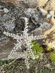 Sedum pulchellum