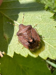 Peribalus strictus vernalis