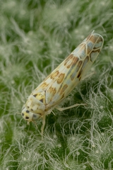 Eupteryx melissae