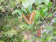 Adelpha alala