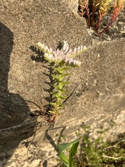 Sedum pulchellum