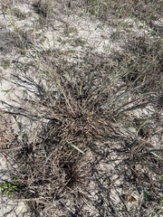 Schizachyrium littorale