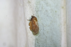 Phyllodesma americana