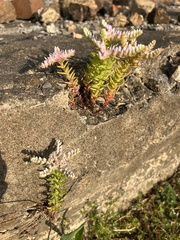 Sedum pulchellum