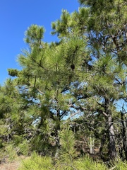 Pinus rigida