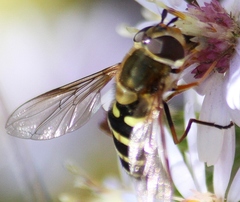 Syrphus torvus