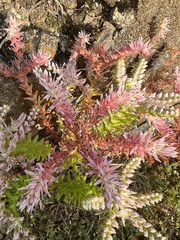 Sedum pulchellum