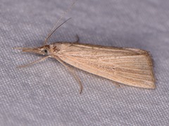 Eoreuma densellus