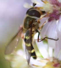 Syrphus torvus