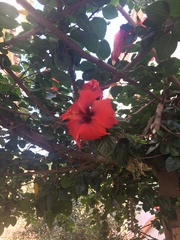 Hibiscus rosa-sinensis