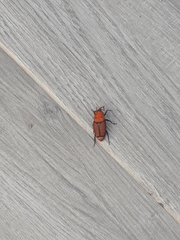Rhynchophorus ferrugineus