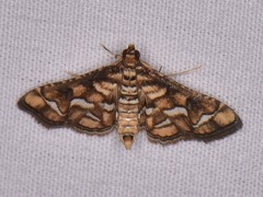 Hileithia magualis