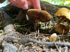 Tricholomopsis decora