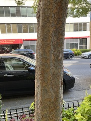 Ulmus parvifolia