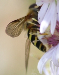 Syrphus torvus