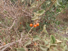 Solanum tomentosum