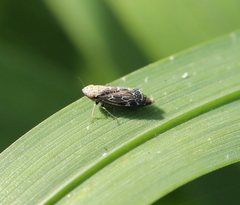 Errastunus ocellaris