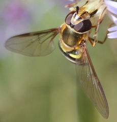 Syrphus torvus