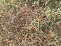 Solanum tomentosum