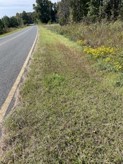 Eremochloa ophiuroides