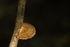 Daedaleopsis confragosa