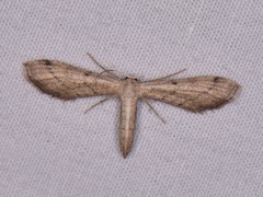 Euacidalia brownsvillea