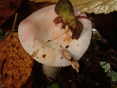 Russula betularum