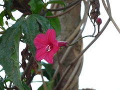 Ipomoea horsfalliae