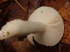 Russula betularum