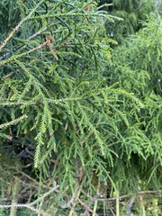 Dacrydium cupressinum