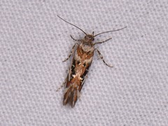 Aristotelia elegantella