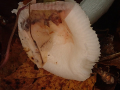 Russula betularum