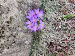 Crocus tommasinianus