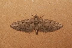 Eupithecia oxycedrata