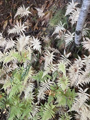 Hylocomium splendens