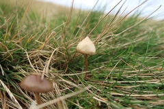 Psilocybe semilanceata