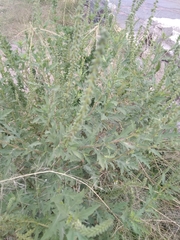 Ambrosiinae
